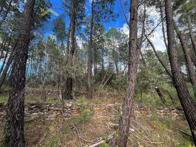 Terreno Agricola ou Rústico para Venda em Freixial e Juncal do Campo Foto 11