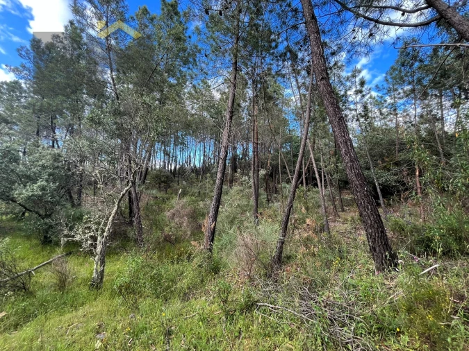 Terreno Agricola ou Rústico para Venda em Freixial e Juncal do Campo Foto 13