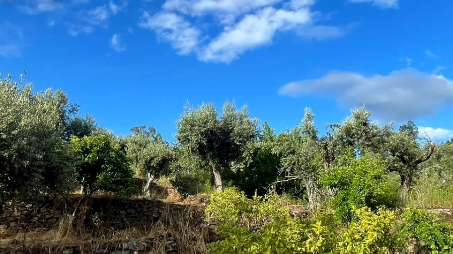 Terreno Agricola ou Rústico para Venda em Freixial e Juncal do Campo