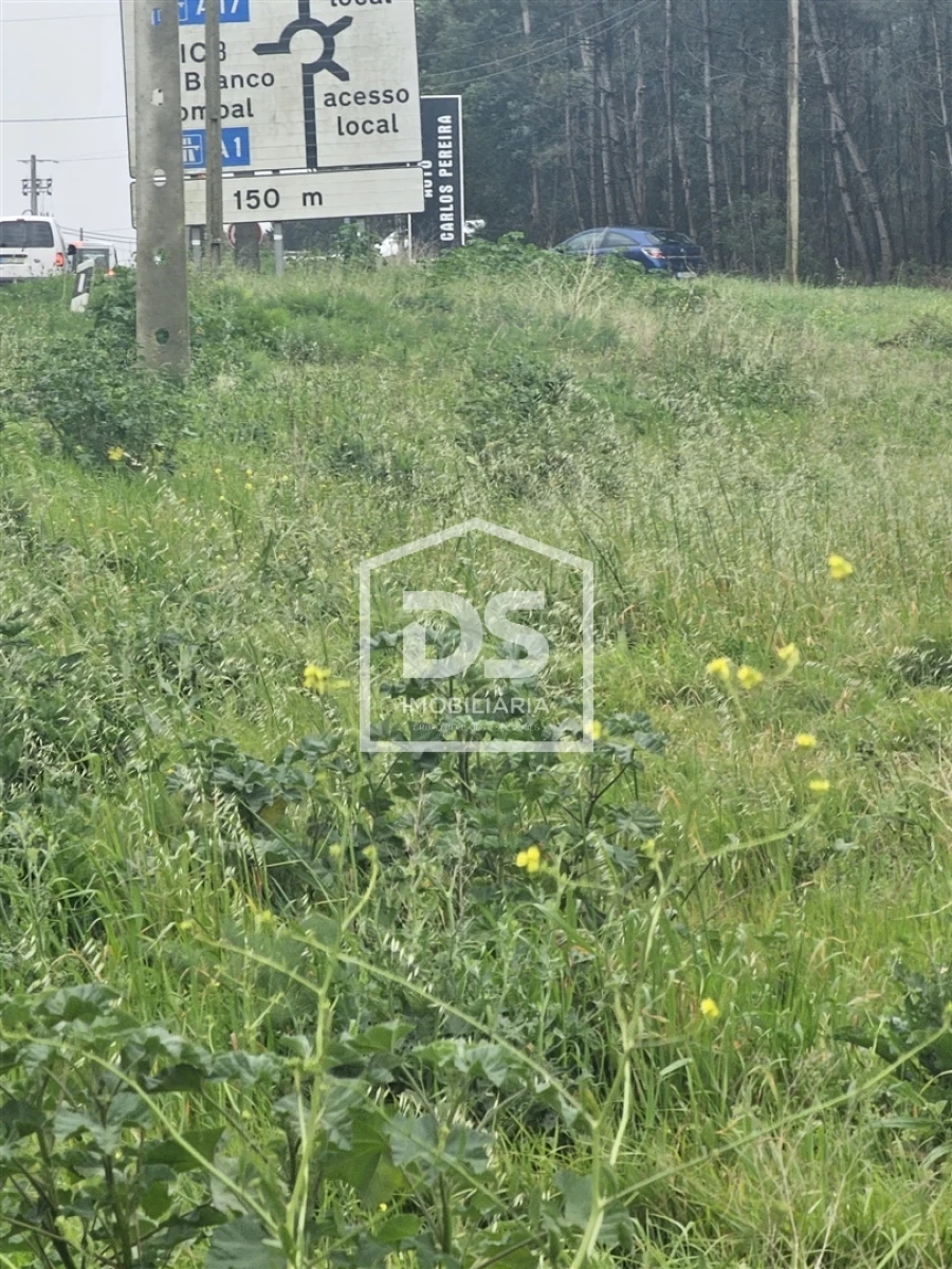 Terreno Agricola ou Rústico para Venda em Carriço Foto 11