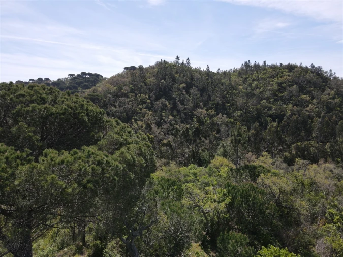 Terreno Agricola ou Rústico para Venda em São Francisco da Serra Foto 36