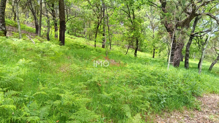 Quinta T5 para Venda em São Salvador da Aramenha Foto 17