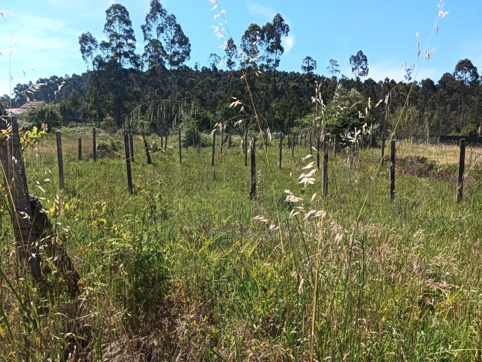 Terreno para Venda em Oliveira do Bairro Foto 9