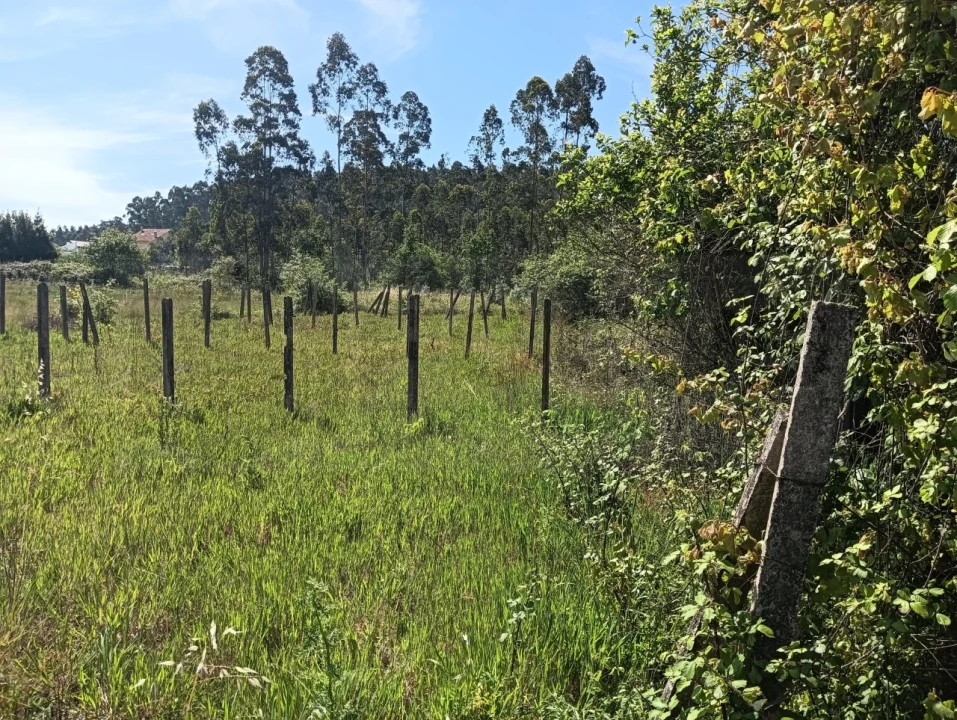 Terreno para Venda em Oliveira do Bairro Foto 17