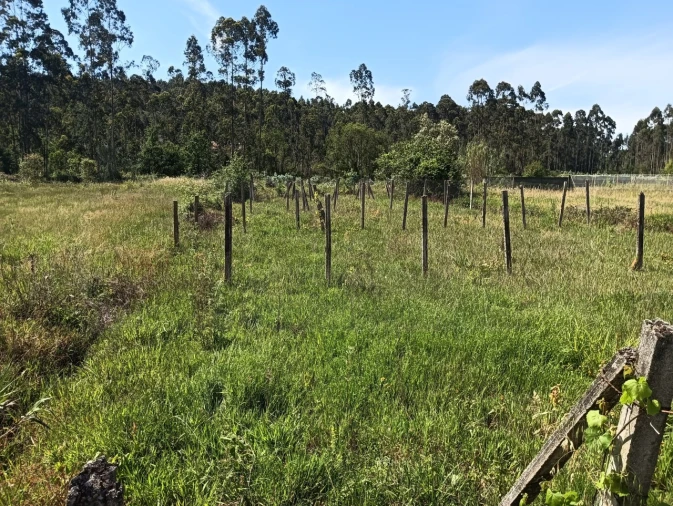 Terreno para Venda em Oliveira do Bairro Foto 12