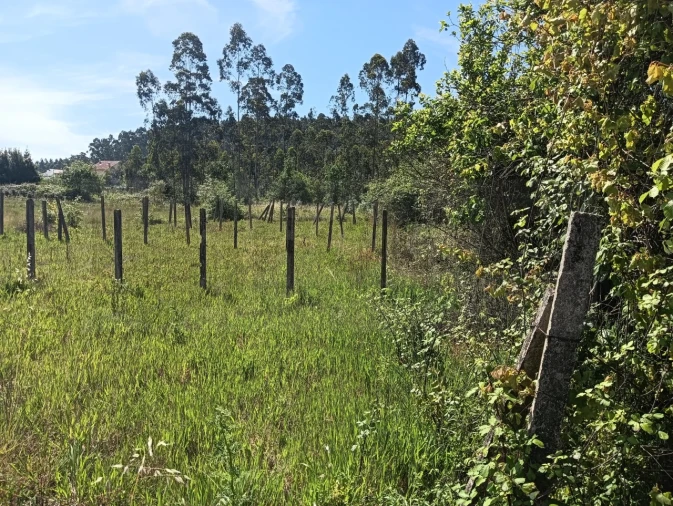 Terreno para Venda em Oliveira do Bairro Foto 17