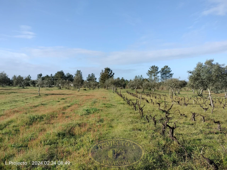 Terreno Agricola ou Rústico para Venda em Biscainho Foto 3