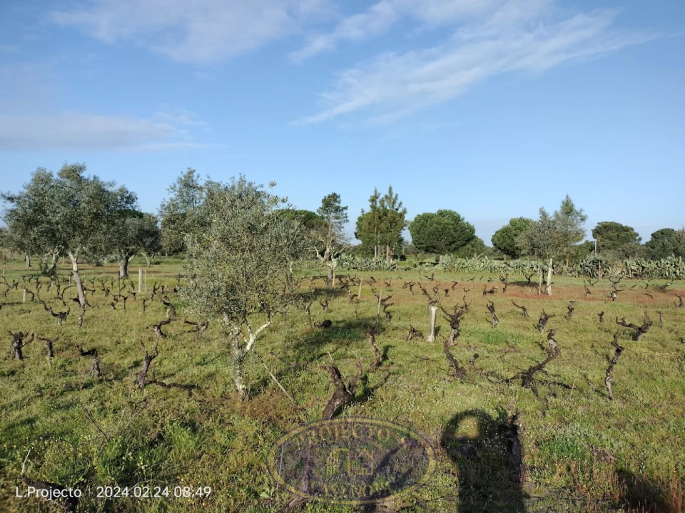 Terreno Agricola ou Rústico para Venda em Biscainho Foto 6
