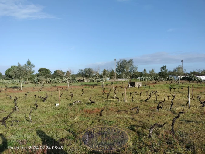 Terreno Agricola ou Rústico para Venda em Biscainho Foto 4