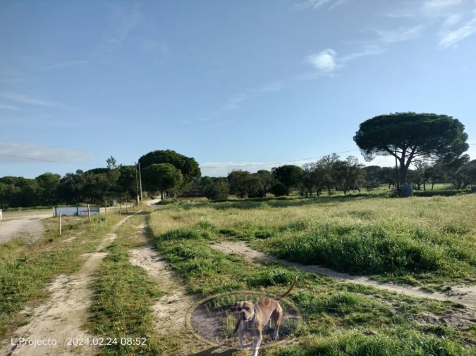 Terreno Agricola ou Rústico para Venda em Biscainho Foto 10