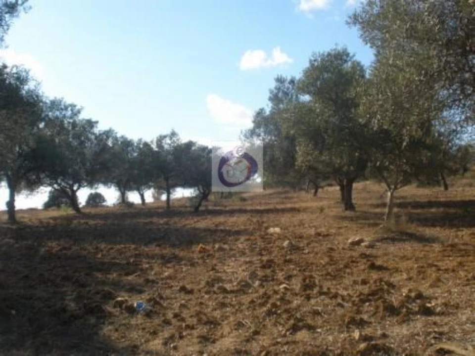 Terreno Agricola ou Rústico para Venda em Quelfes Foto 3