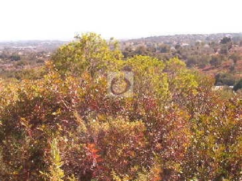 Terreno Agricola ou Rústico para Venda em Moncarapacho e Fuseta Foto 1