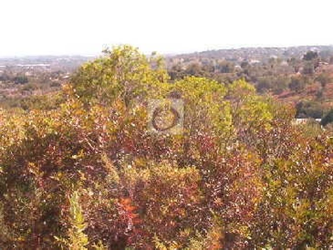 Terreno Agricola ou Rústico para Venda em Moncarapacho e Fuseta