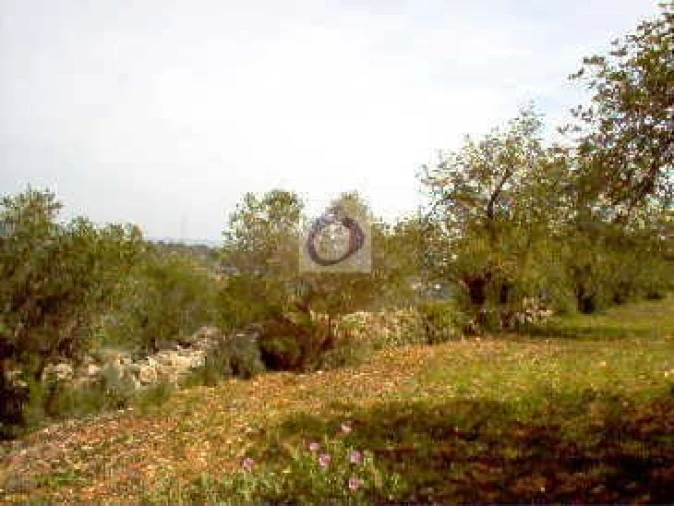 Terreno Agricola ou Rústico para Venda em Conceição e Estoi Foto 2
