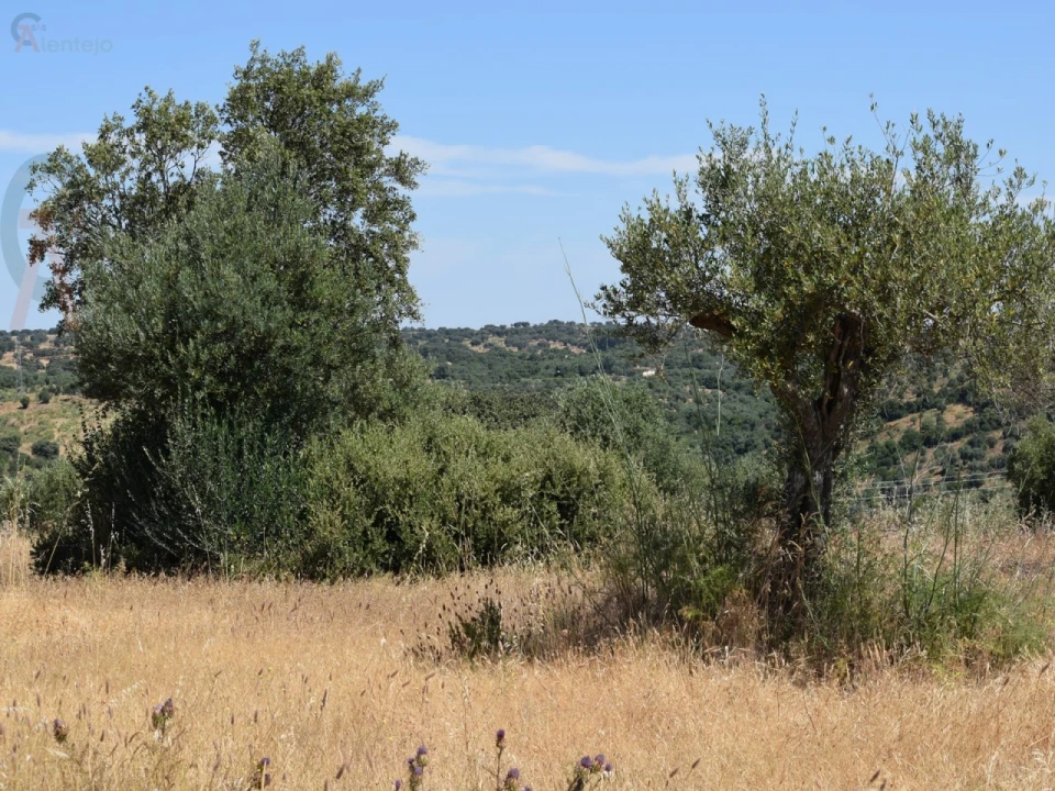 Terreno Agricola ou Rústico para Venda em Caia, São Pedro e Alcáçova Foto 8