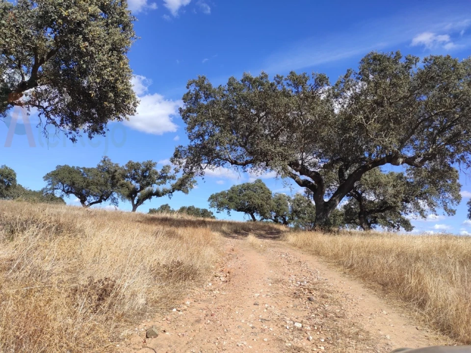 Terreno Agricola ou Rústico para Venda em Nossa Senhora da Conceição, São Brás dos Matos, Juromenha Foto 5