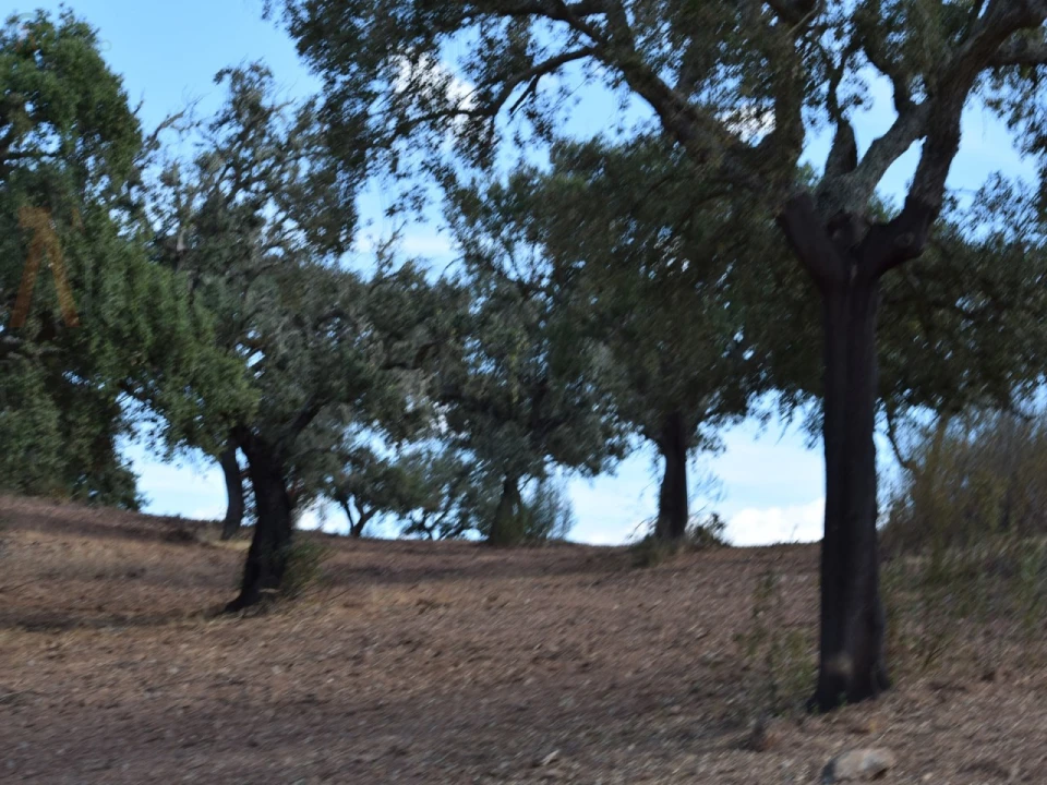 Terreno Agricola ou Rústico para Venda em Nossa Senhora da Conceição, São Brás dos Matos, Juromenha Foto 9