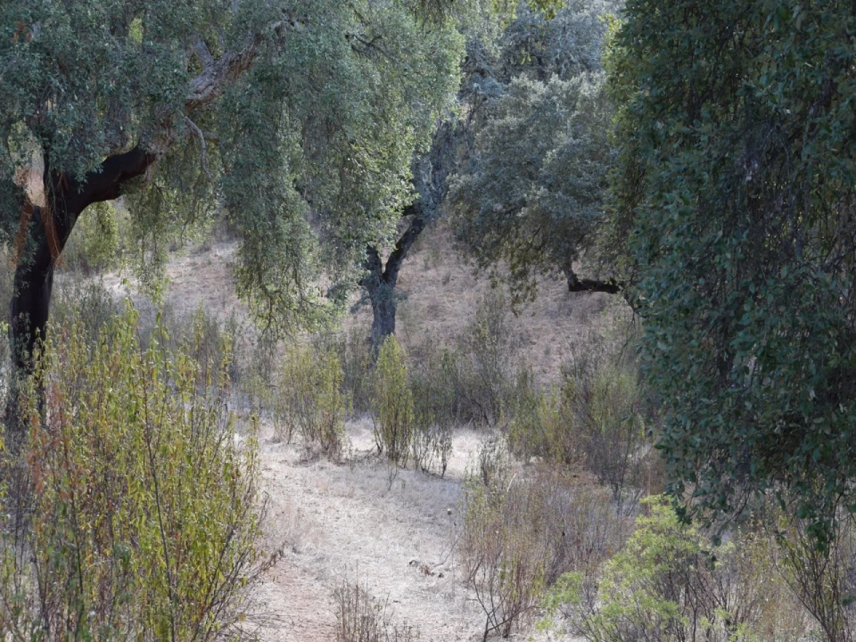 Terreno Agricola ou Rústico para Venda em Nossa Senhora da Conceição, São Brás dos Matos, Juromenha Foto 10