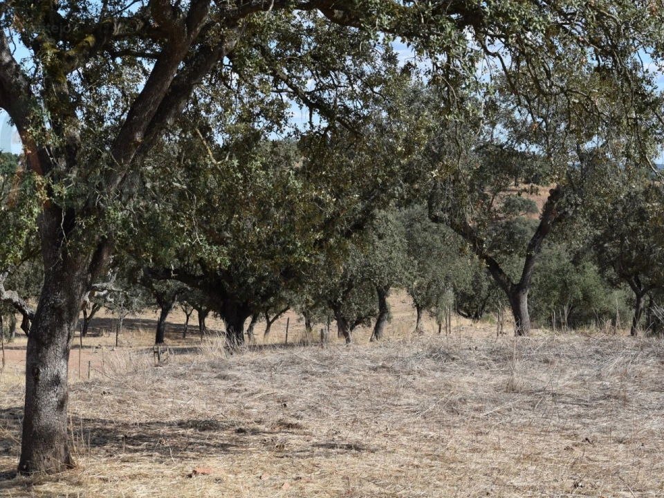 Terreno Agricola ou Rústico para Venda em Nossa Senhora da Conceição, São Brás dos Matos, Juromenha Foto 19