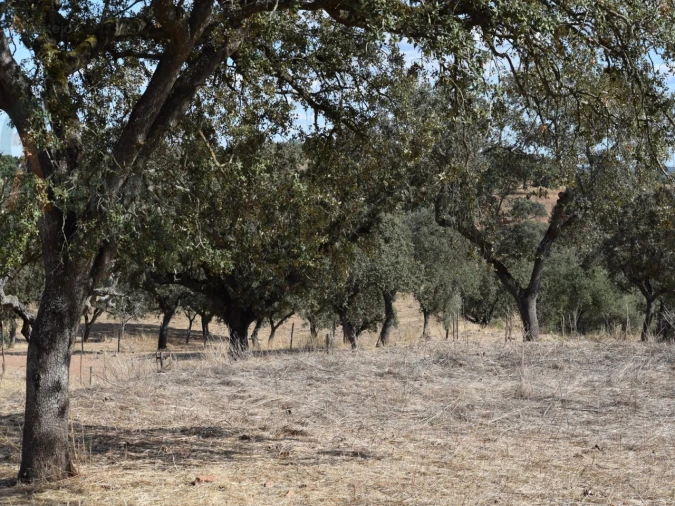Terreno Agricola ou Rústico para Venda em Nossa Senhora da Conceição, São Brás dos Matos, Juromenha Foto 19