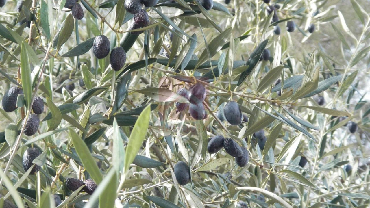Terreno para Venda em Sobrado e Bairros Foto 2