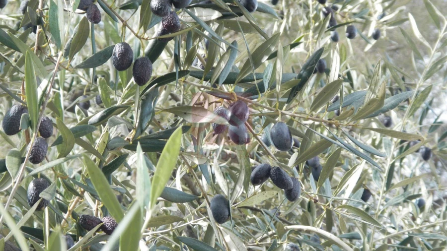 Terreno para Venda em Sobrado e Bairros Foto 2