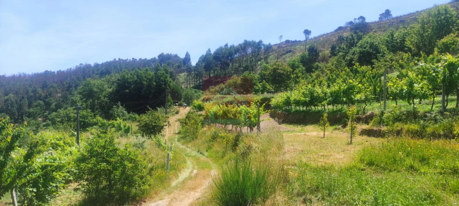 Quinta T3 para Venda em Cinfães Foto 7