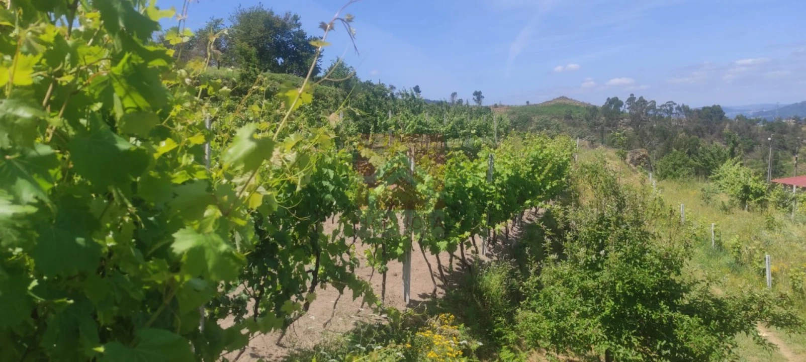 Quinta T3 para Venda em Cinfães Foto 28