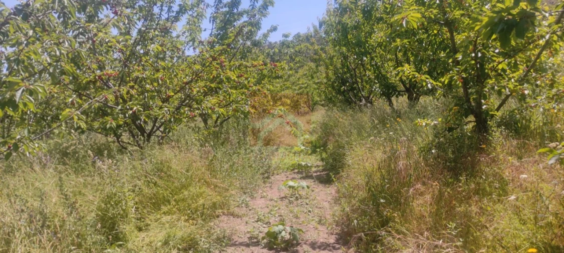 Quinta T3 para Venda em Cinfães Foto 19