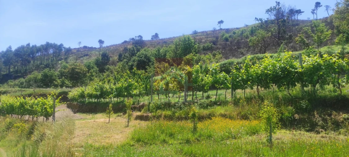 Quinta T3 para Venda em Cinfães Foto 27