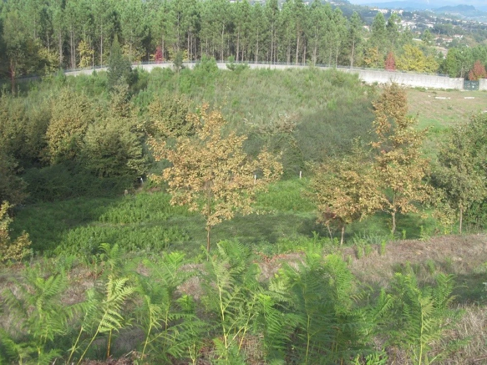 Terreno para Venda em Constance Foto 9