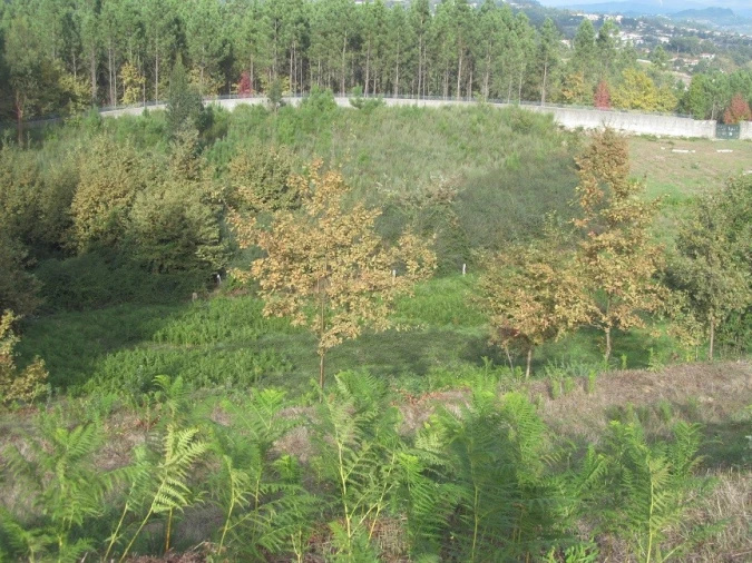 Terreno para Venda em Constance Foto 9