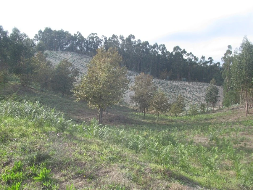 Terreno Agricola ou Rústico para Venda em Constance Foto 6