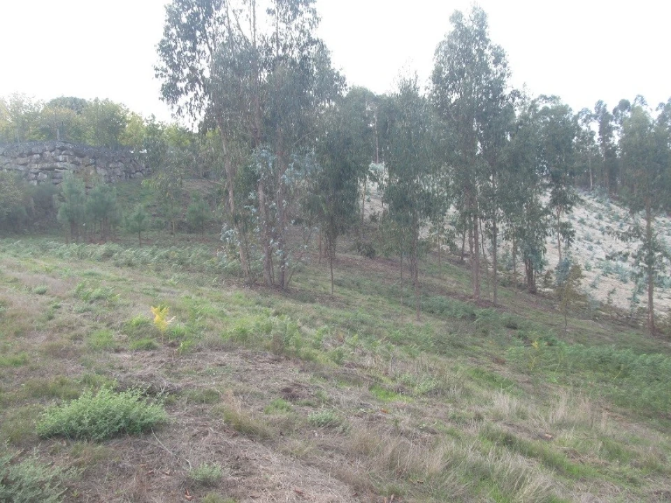 Terreno Agricola ou Rústico para Venda em Constance Foto 7