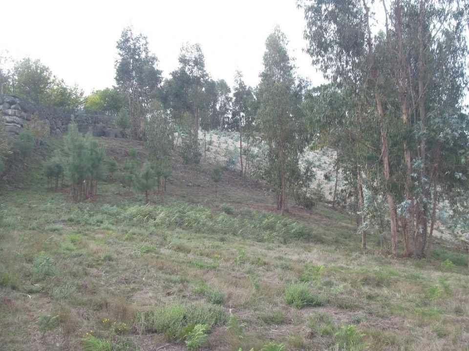 Terreno Agricola ou Rústico para Venda em Constance Foto 9