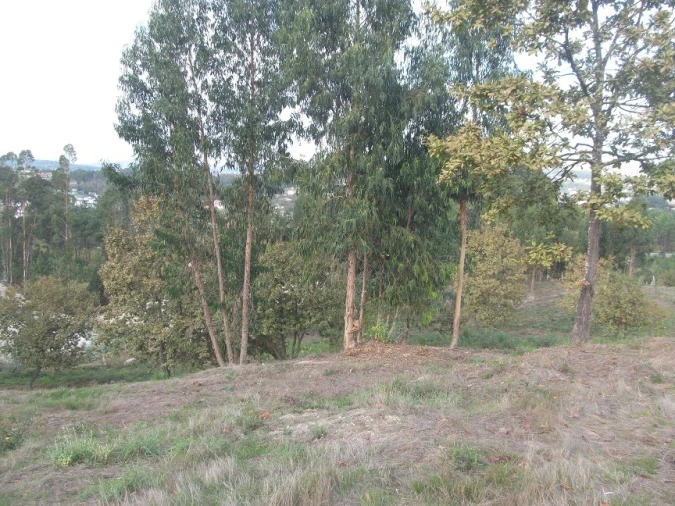 Terreno Agricola ou Rústico para Venda em Constance Foto 8