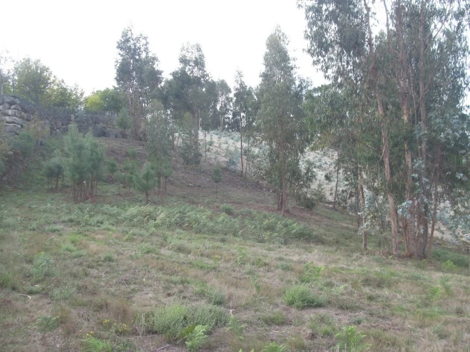 Terreno Agricola ou Rústico para Venda em Constance Foto 9