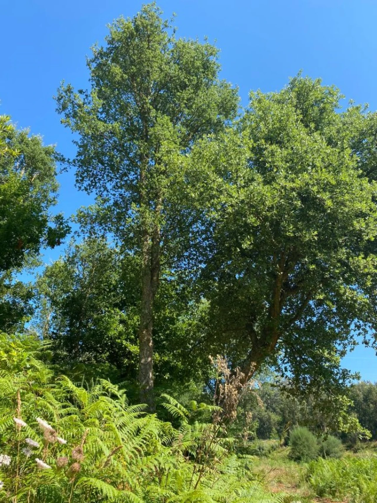 Quinta T2 para Venda em Canedo, Vale e Vila Maior Foto 13