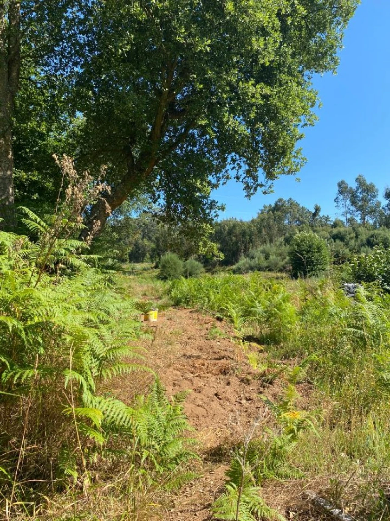 Quinta T2 para Venda em Canedo, Vale e Vila Maior Foto 23