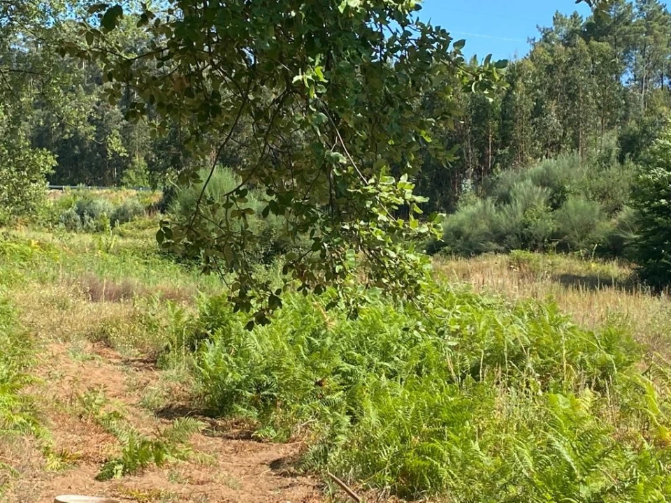 Quinta T2 para Venda em Canedo, Vale e Vila Maior Foto 24