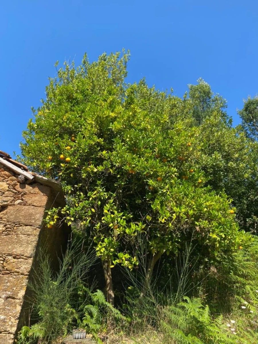 Quinta T2 para Venda em Canedo, Vale e Vila Maior Foto 11