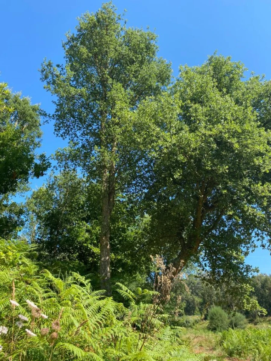 Quinta T2 para Venda em Canedo, Vale e Vila Maior Foto 13
