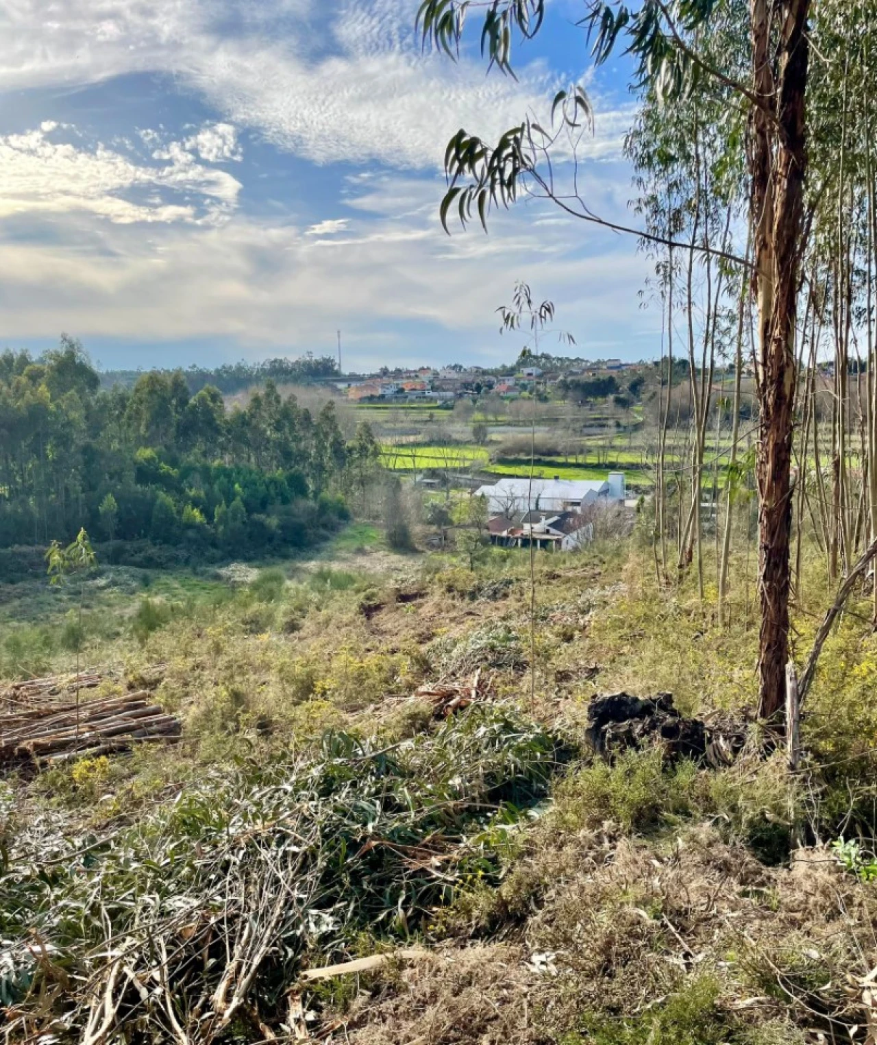 Terreno para Venda em Canedo, Vale e Vila Maior Foto 14