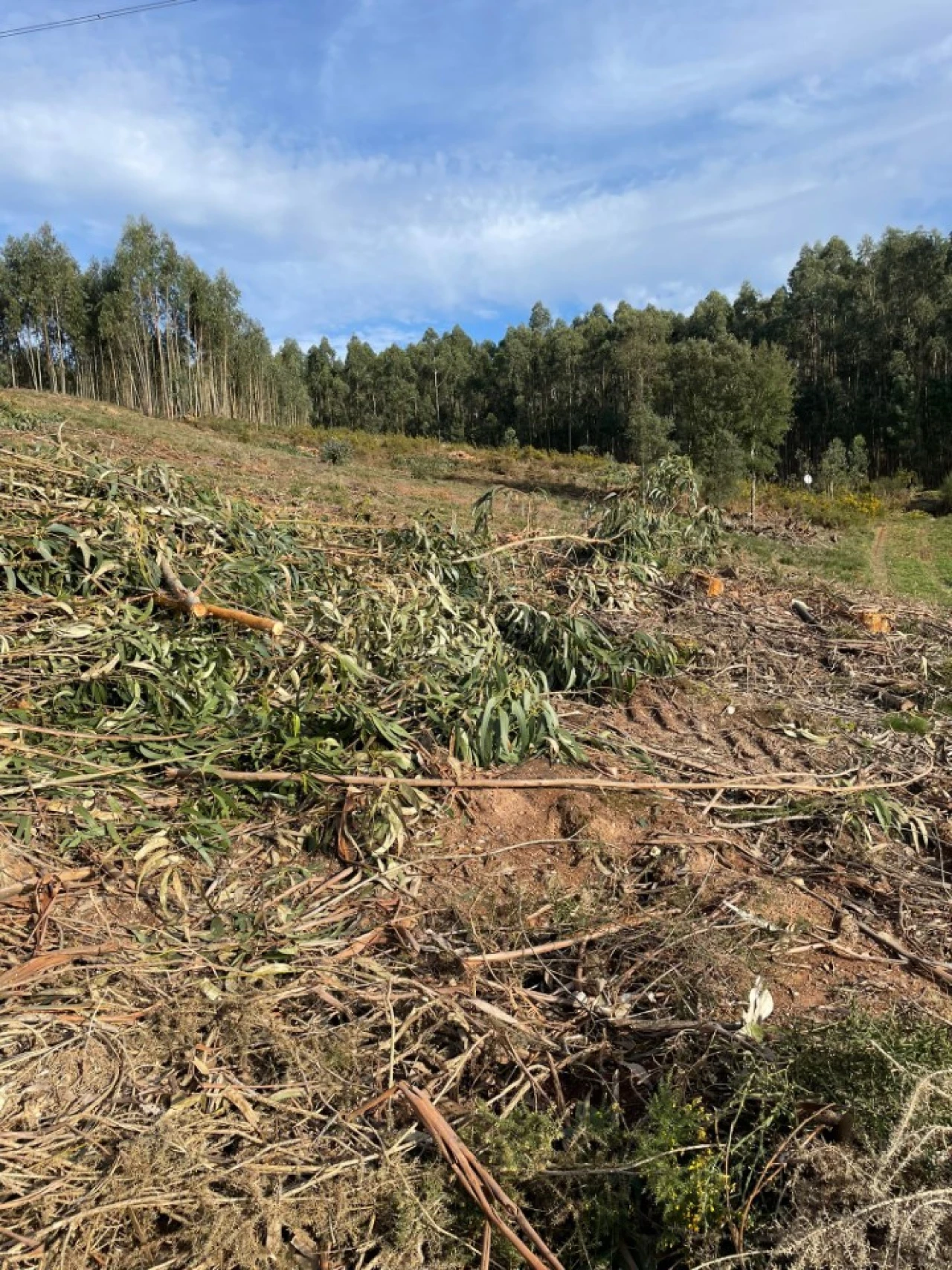 Terreno para Venda em Canedo, Vale e Vila Maior Foto 16