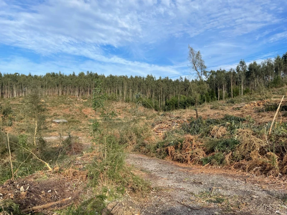 Terreno para Venda em Canedo, Vale e Vila Maior Foto 17