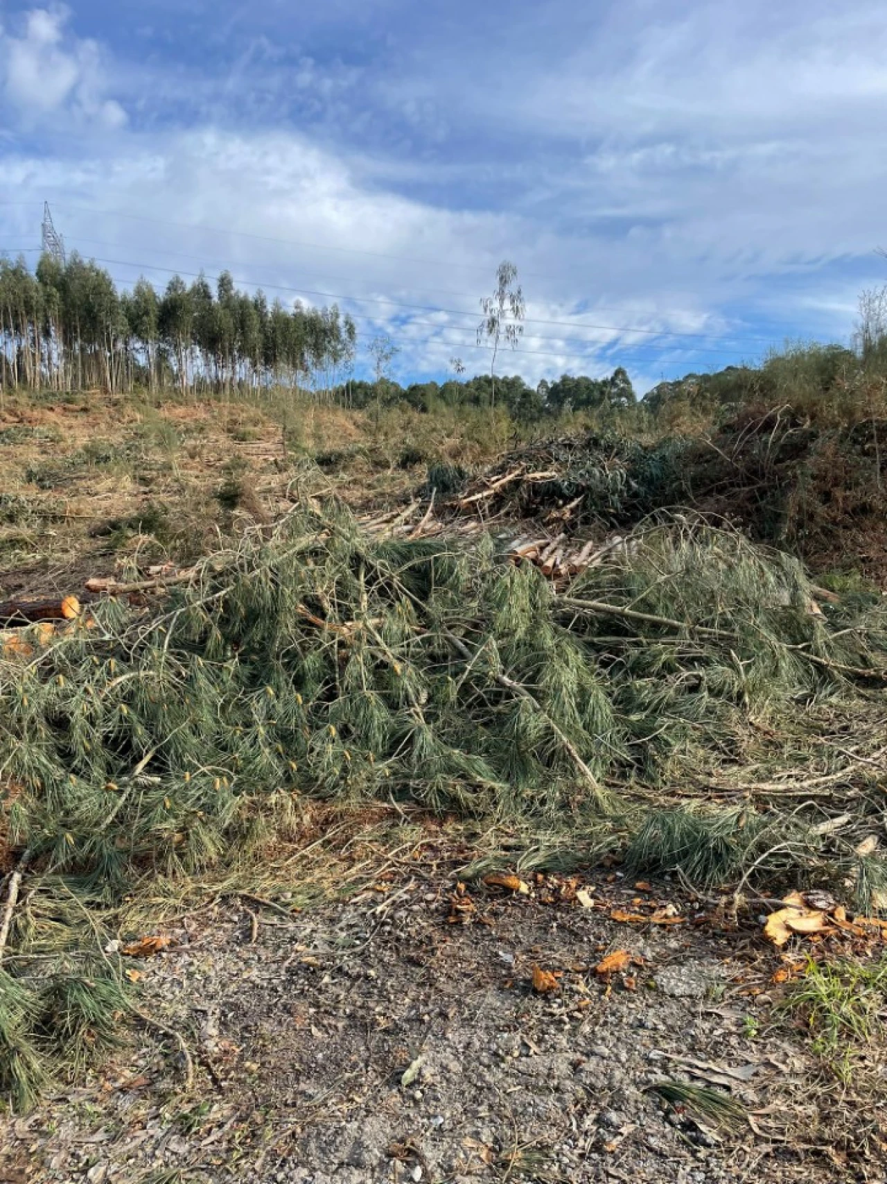 Terreno para Venda em Canedo, Vale e Vila Maior Foto 18