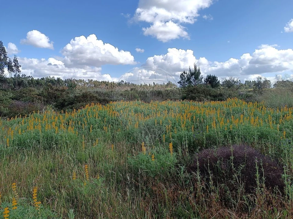Terreno para Venda em Quinta do Anjo Foto 5