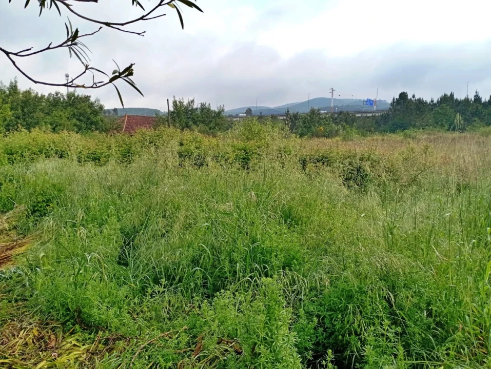 Terreno para Venda em Campo e Sobrado Foto 7
