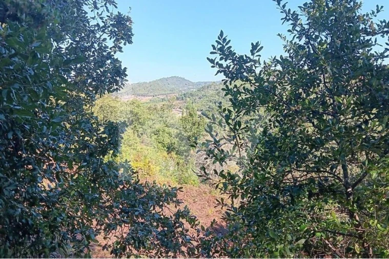 Terreno para Venda em Mafra Foto 15
