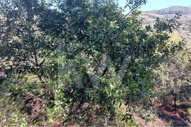 Terreno para Venda em Mafra Foto 16